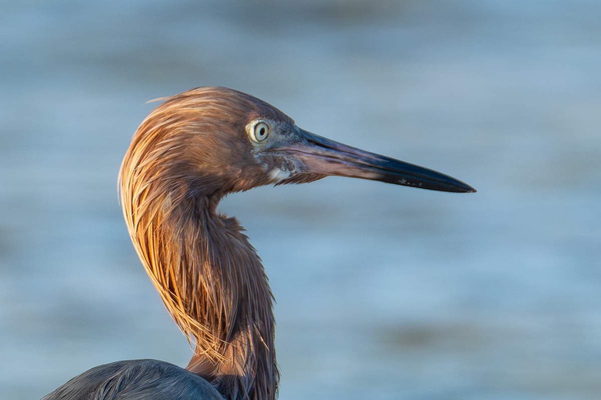 Reddish Egret - ML642750801