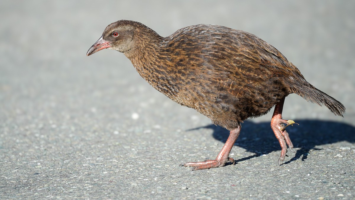 Уэка - ML642750802