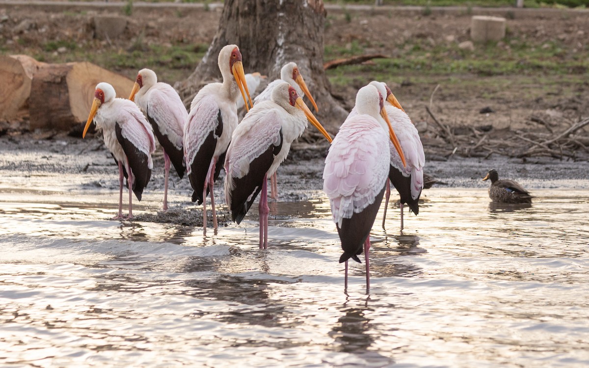 Tantale ibis - ML642750806