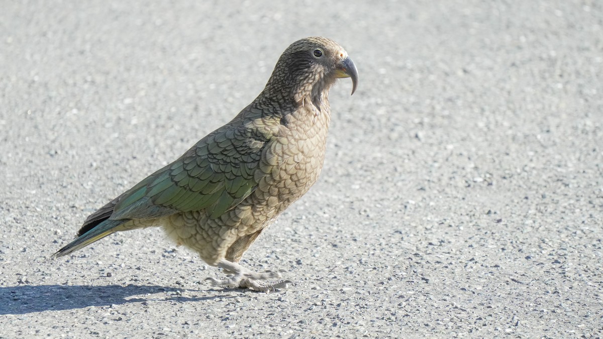 Kea - ML642750809