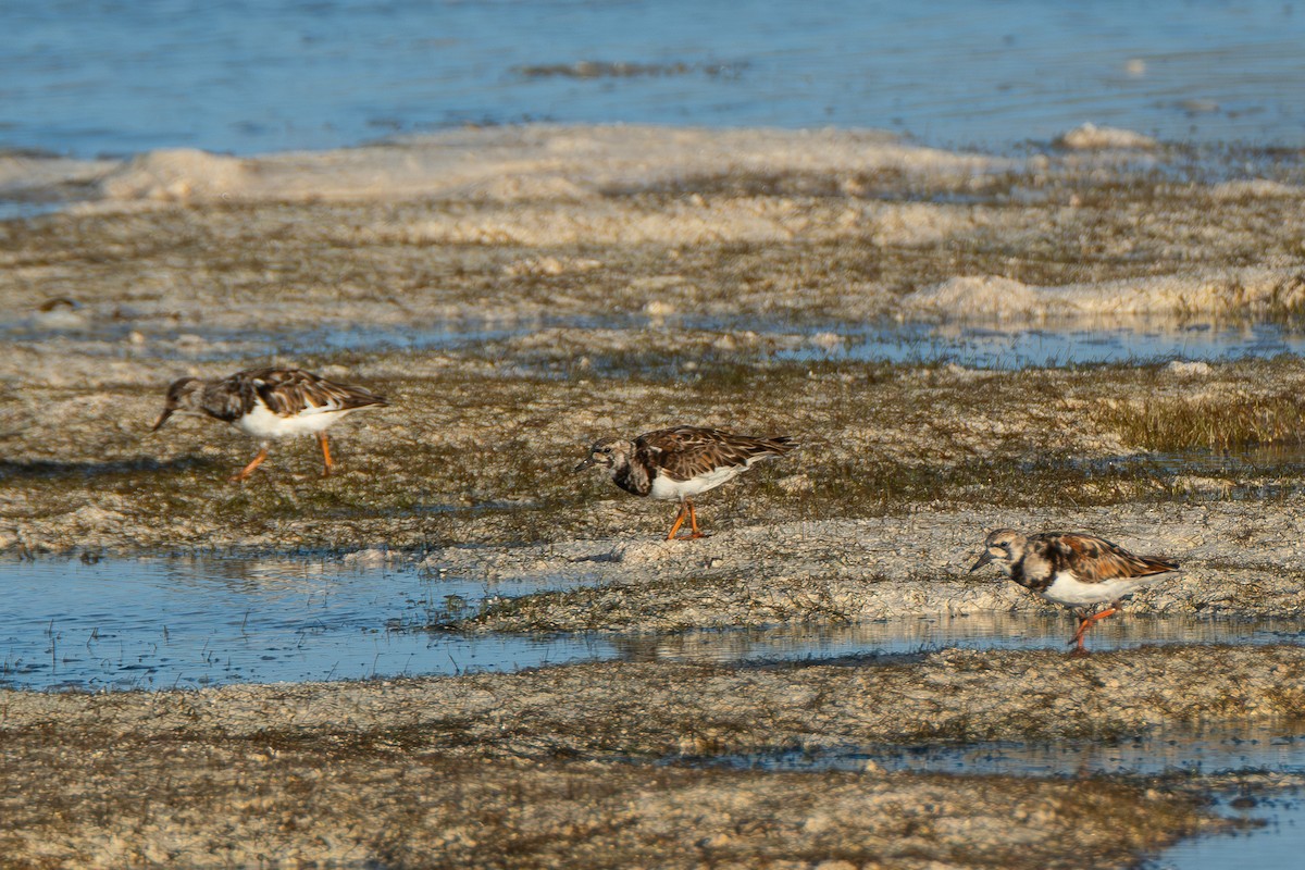 Ruddy Turnstone - ML642750814