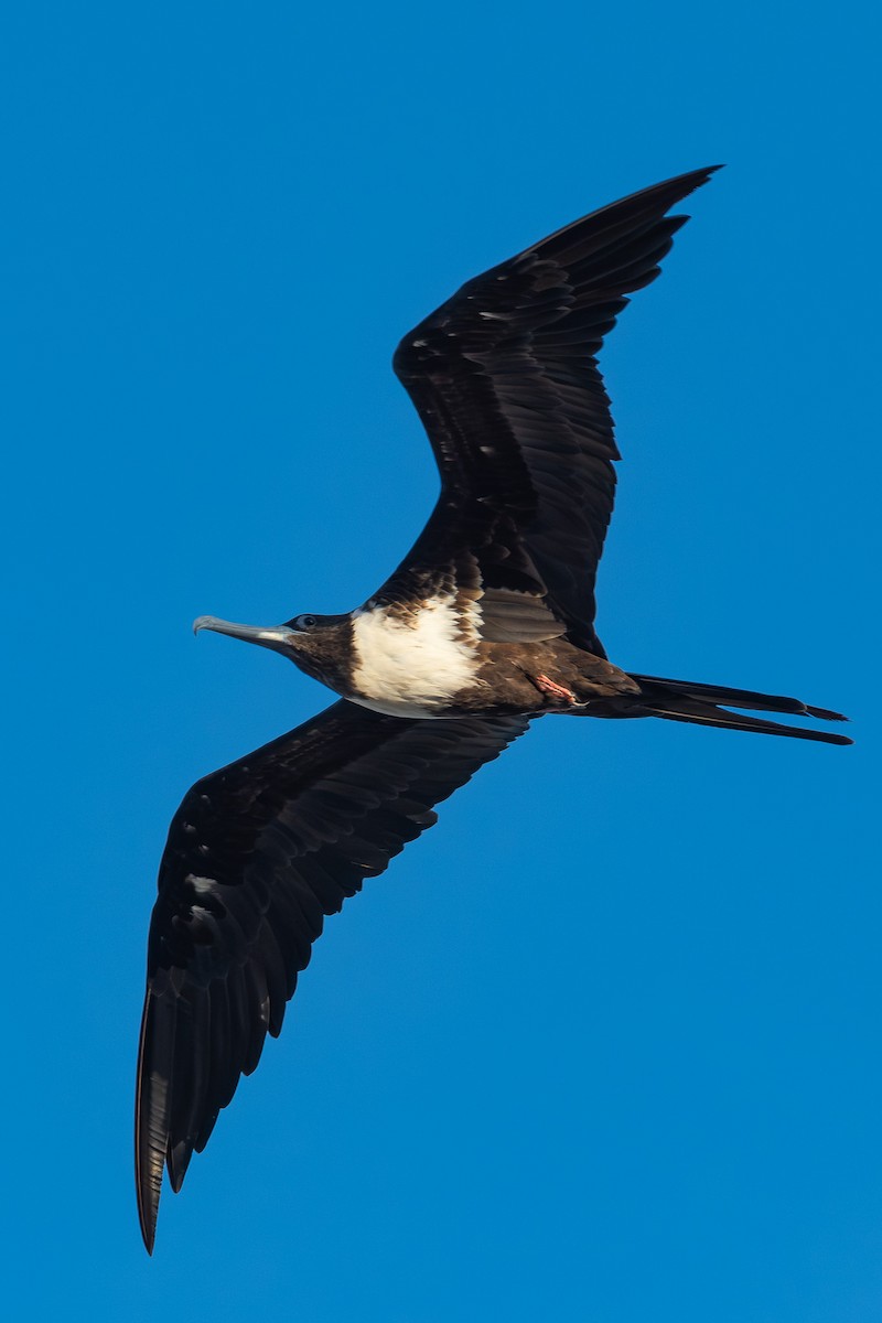 Magnificent Frigatebird - ML642750816