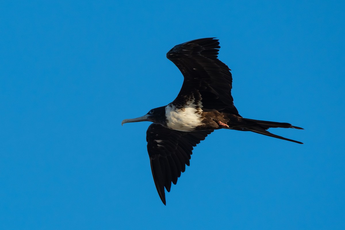 Magnificent Frigatebird - ML642750817