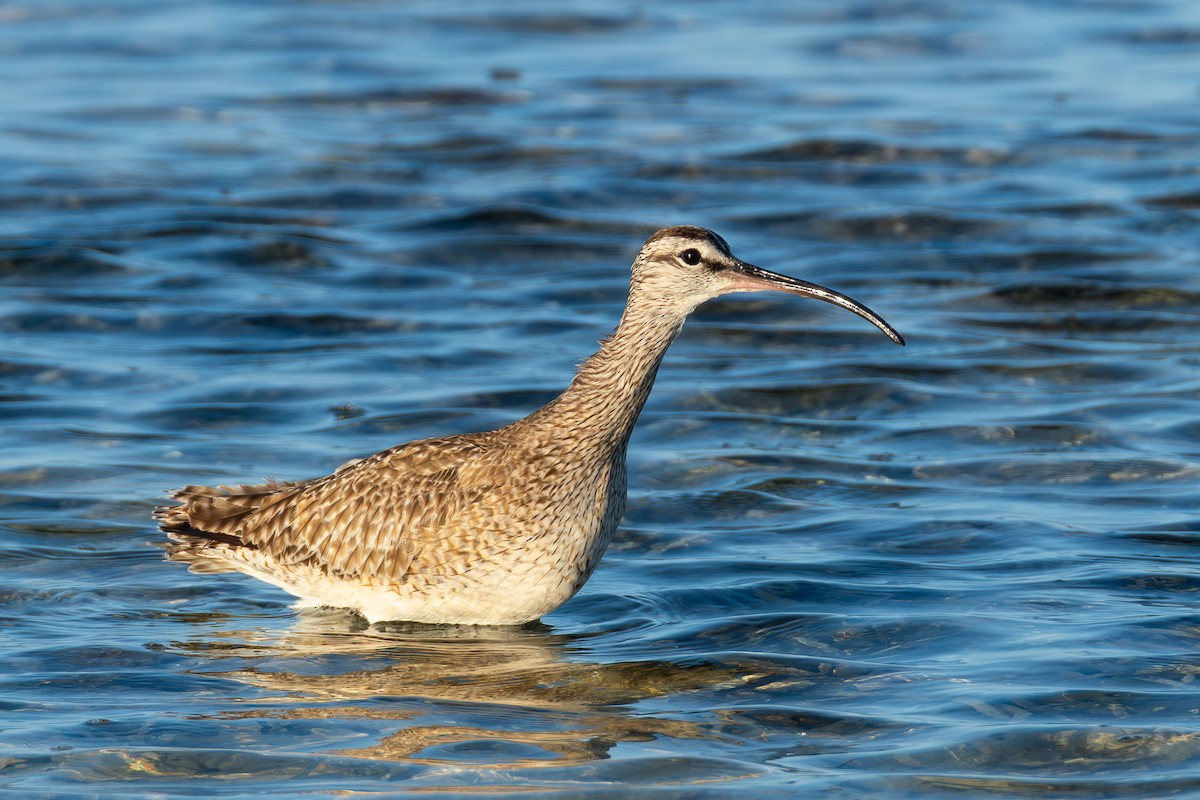 Hudsonian Whimbrel - ML642750832