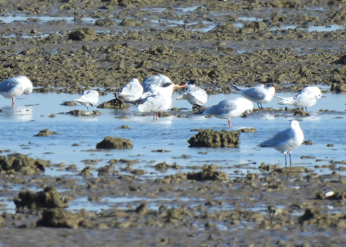 Elegant Tern - ML642750834