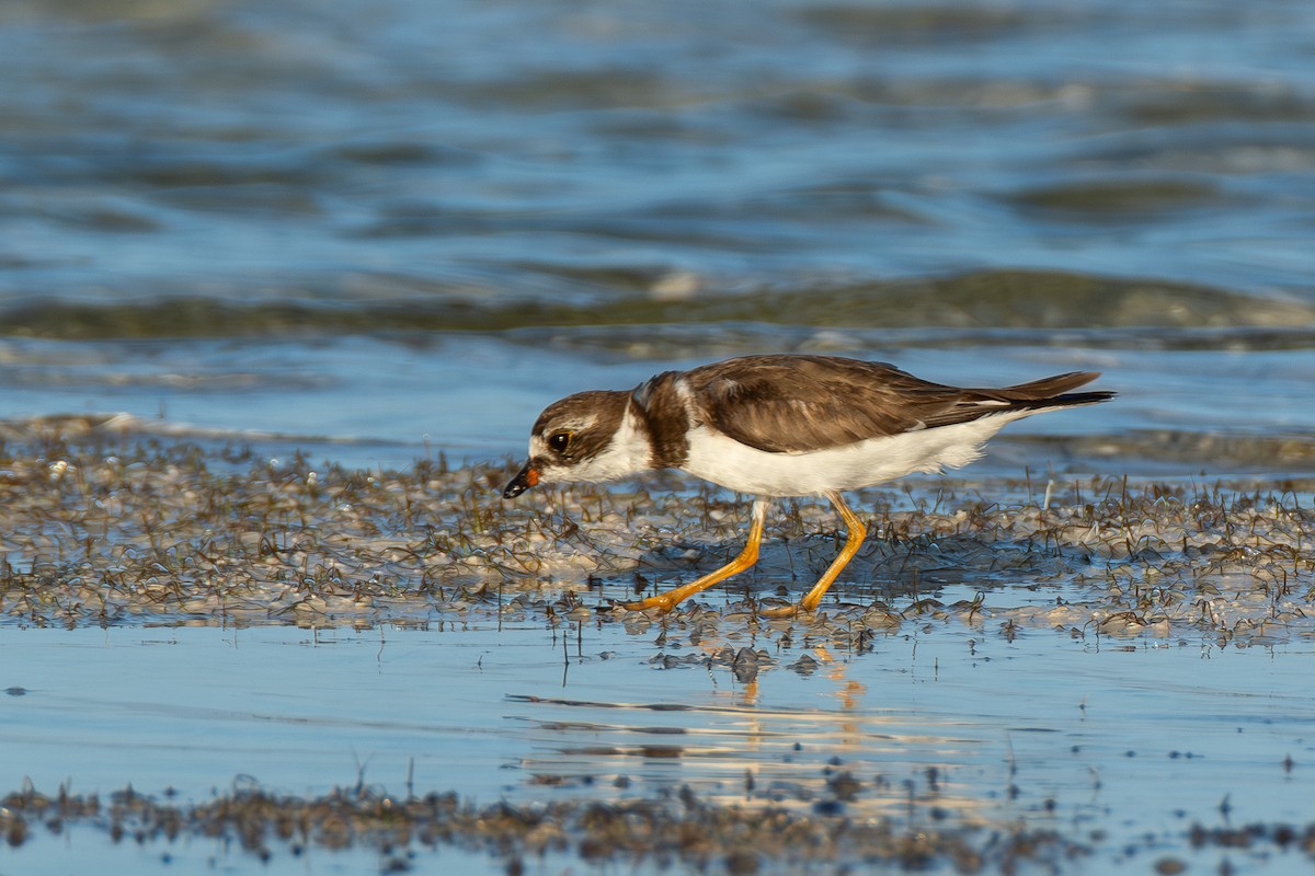 Semipalmated Plover - ML642750836