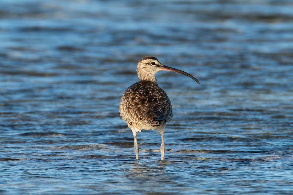 Hudsonian Whimbrel - ML642750841
