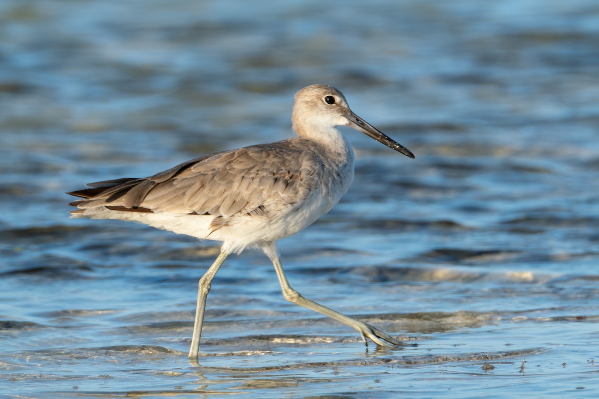 Willet - ML642750843