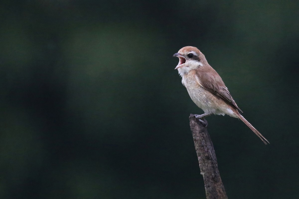 Brown Shrike (Brown) - ML642750850