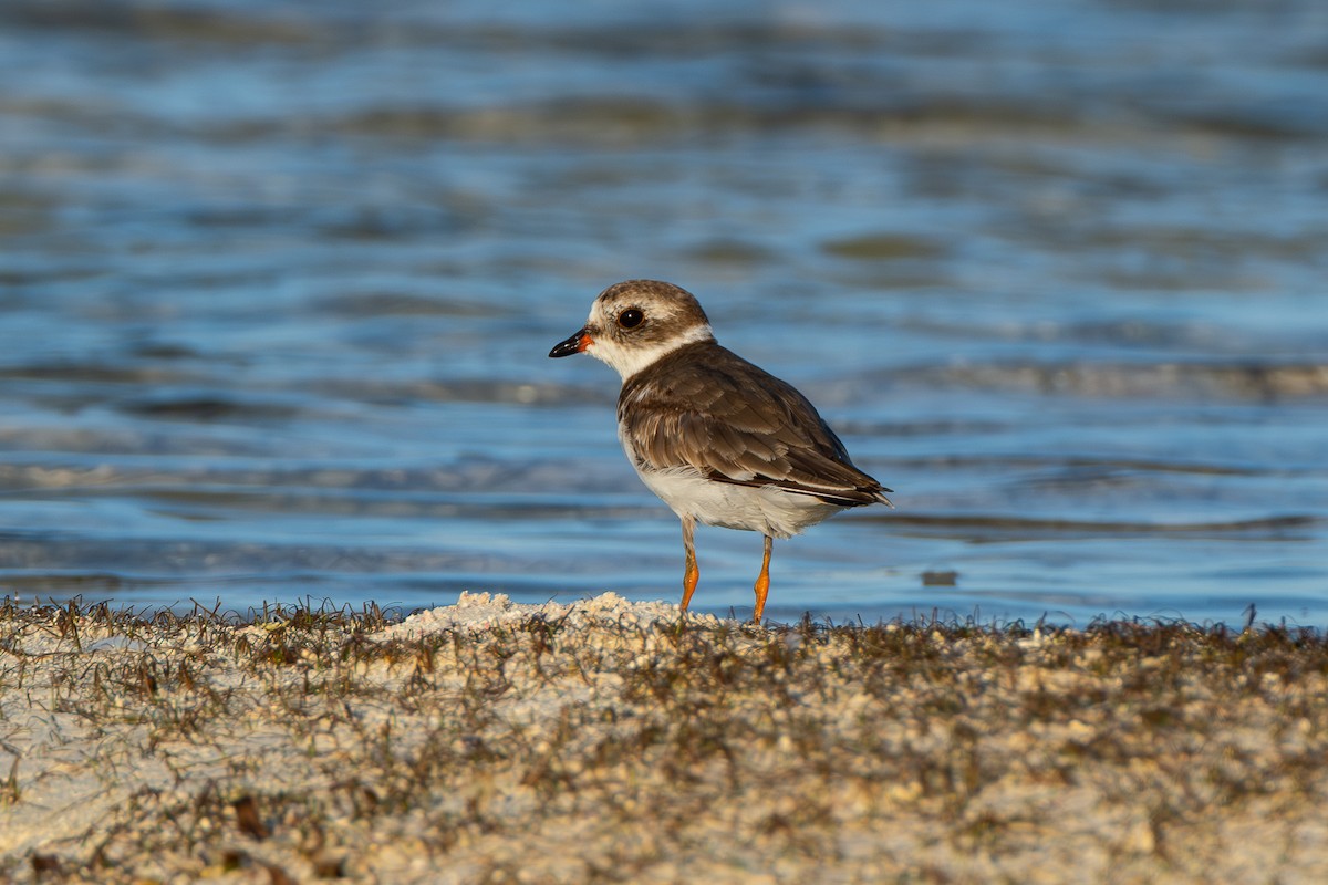 Semipalmated Plover - ML642750852