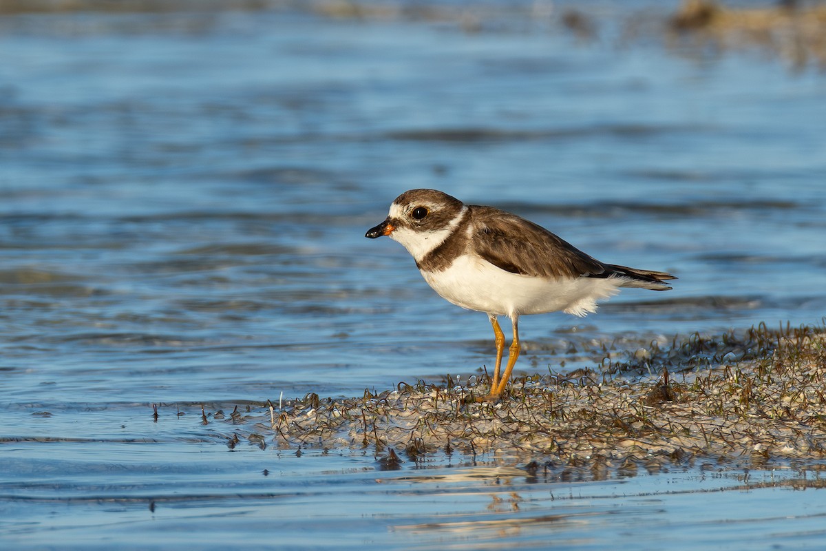 Semipalmated Plover - ML642750853