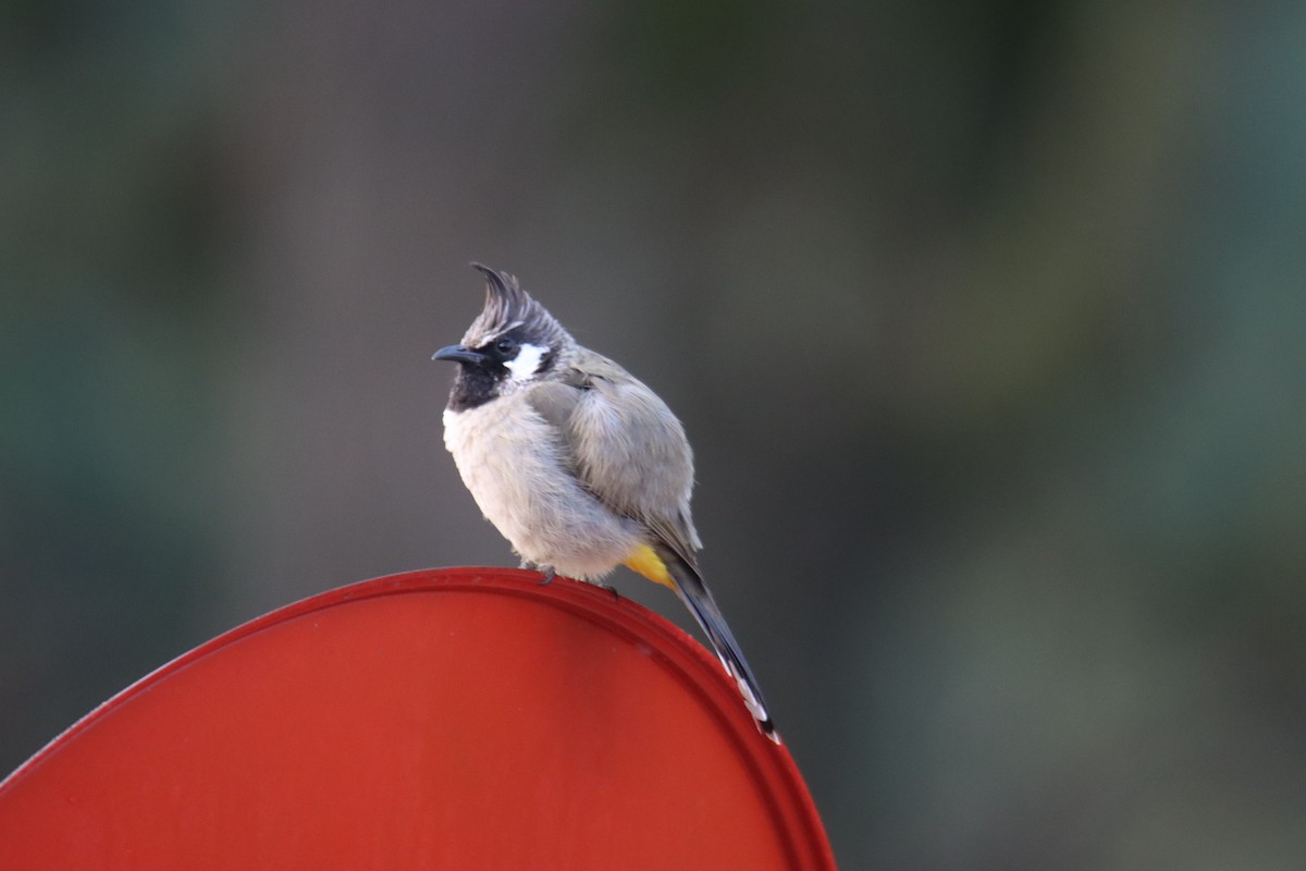 Himalayan Bulbul - ML642750859