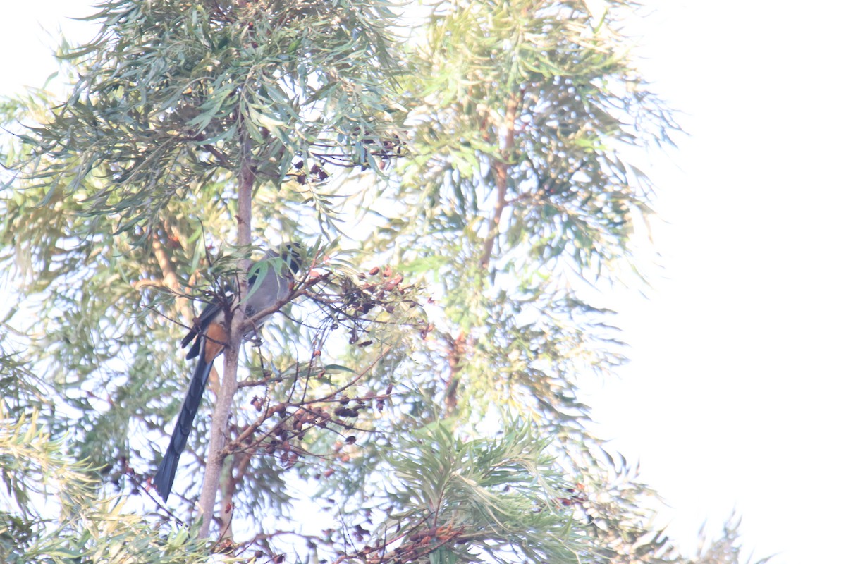 Gray Treepie - ML642750869