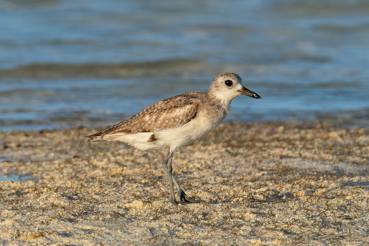 Black-bellied Plover - ML642750872