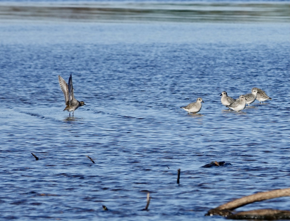 American Golden-Plover - ML642750873