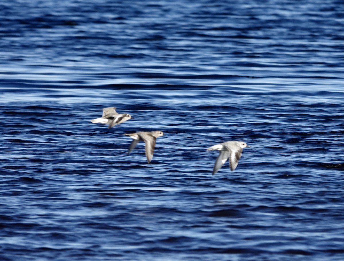 American Golden-Plover - ML642750877