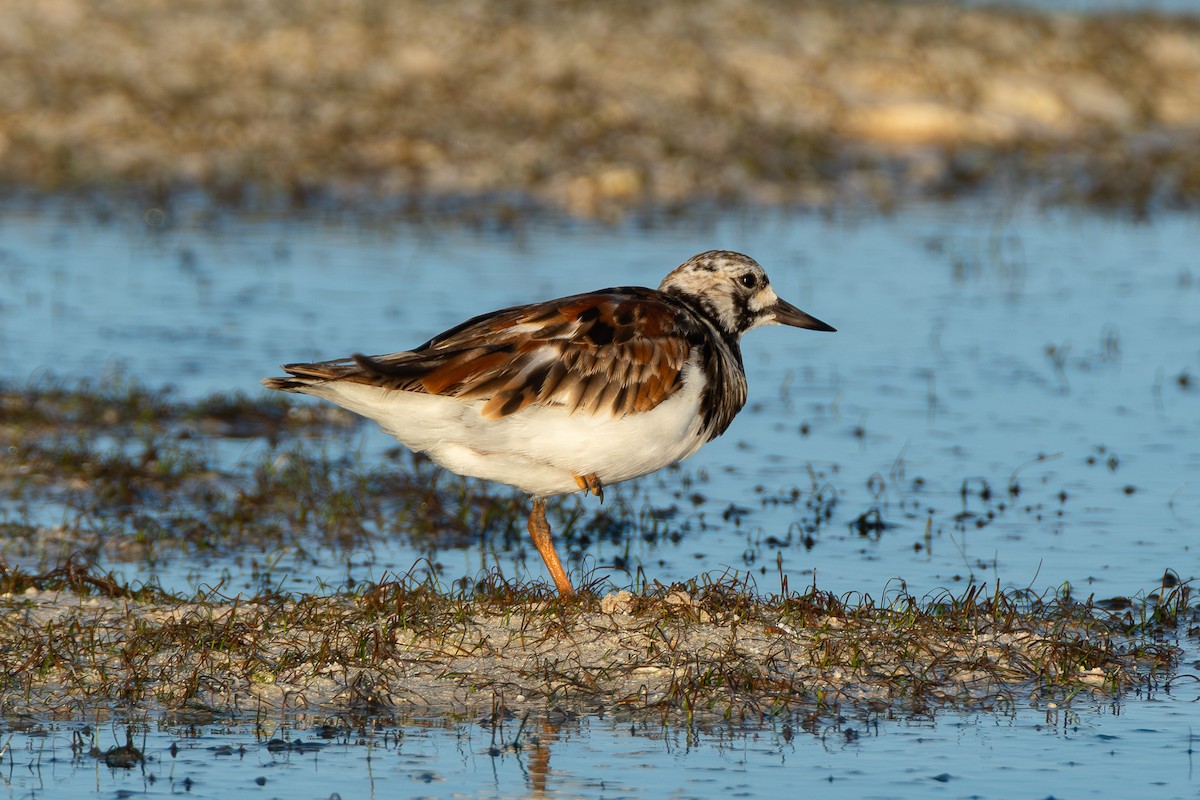 Ruddy Turnstone - ML642750882