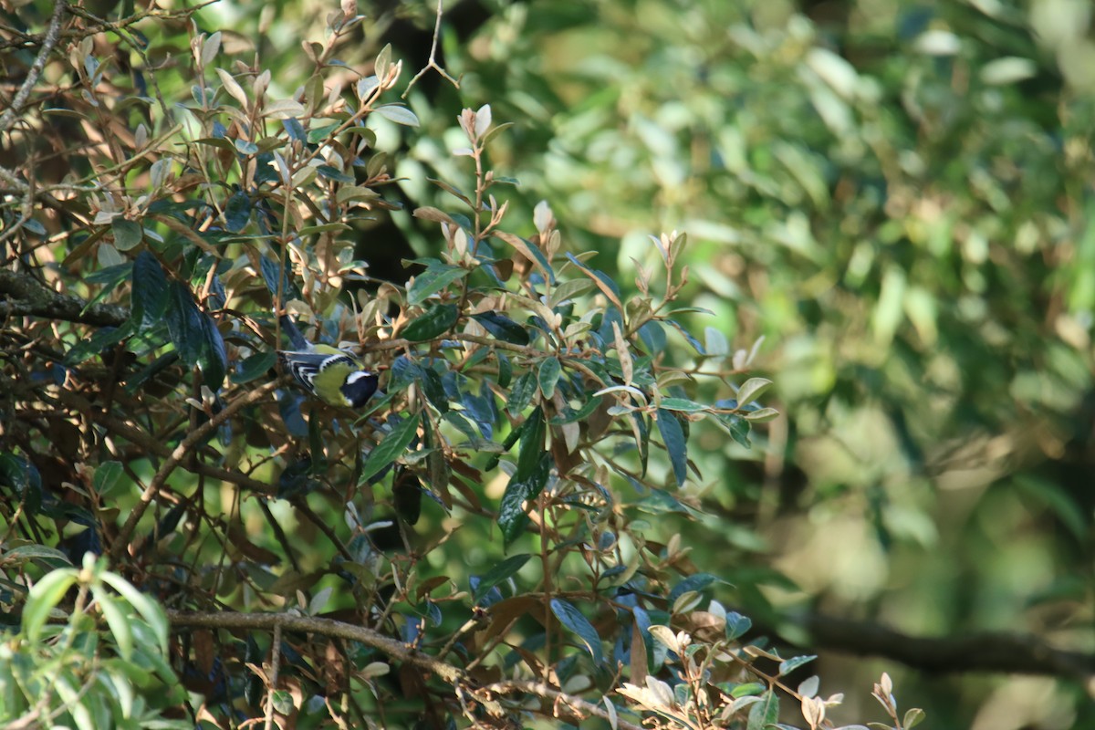 Green-backed Tit - ML642750883