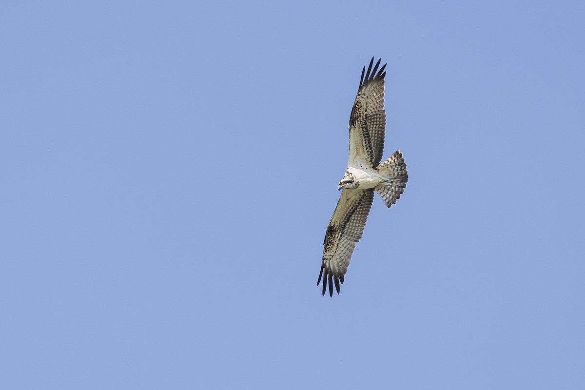 Osprey (Eurasian) - ML642750892