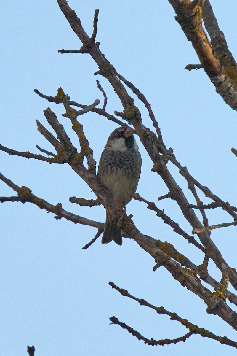 Spanish Sparrow - ML642750899