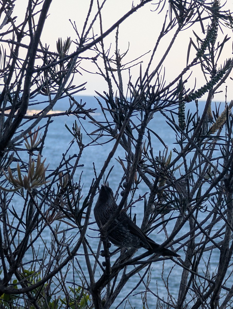 Little Wattlebird - ML642750929