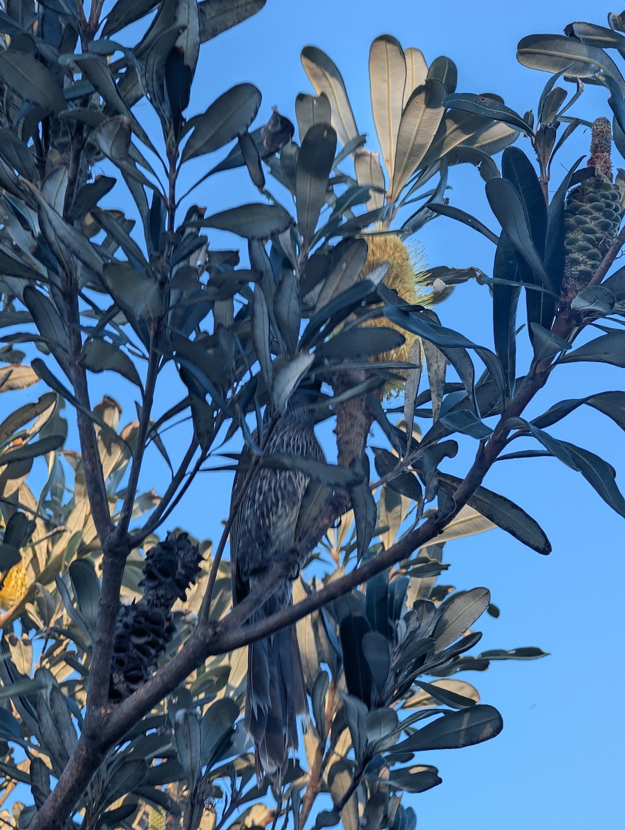 Little Wattlebird - ML642750930