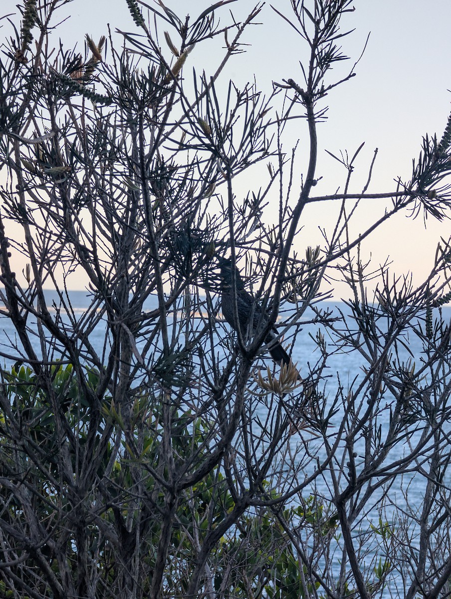 Little Wattlebird - ML642750931