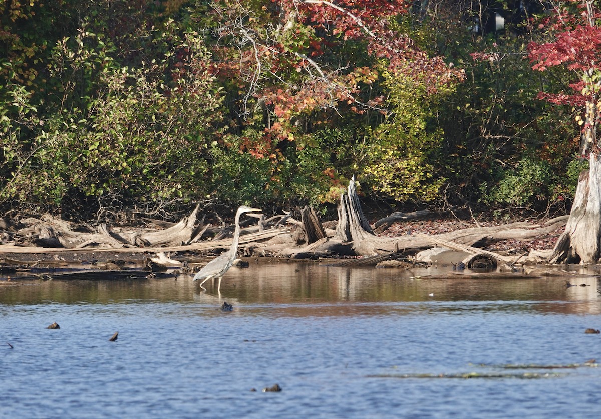 Great Blue Heron - ML642750945