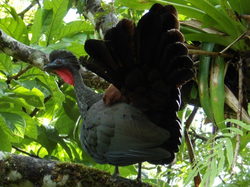 Crested Guan - ML642750947