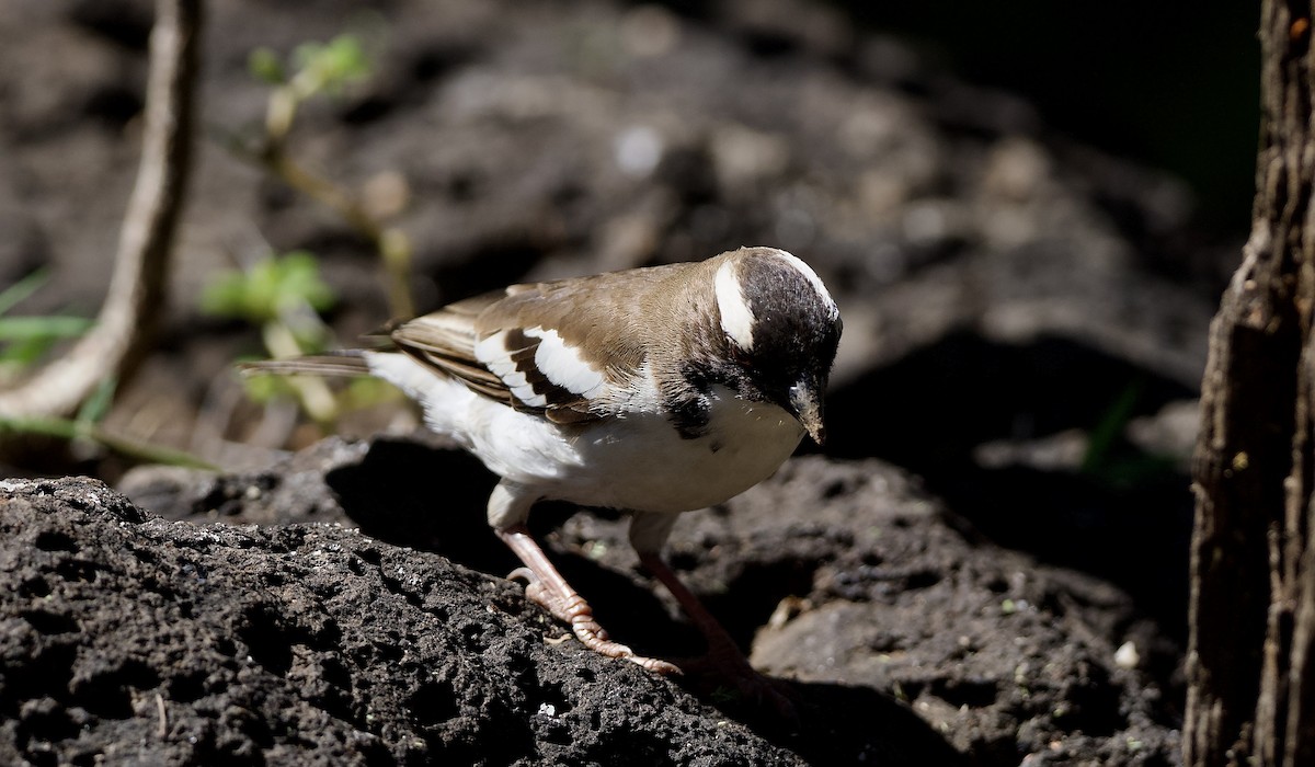 White-browed Sparrow-Weaver - ML642750948