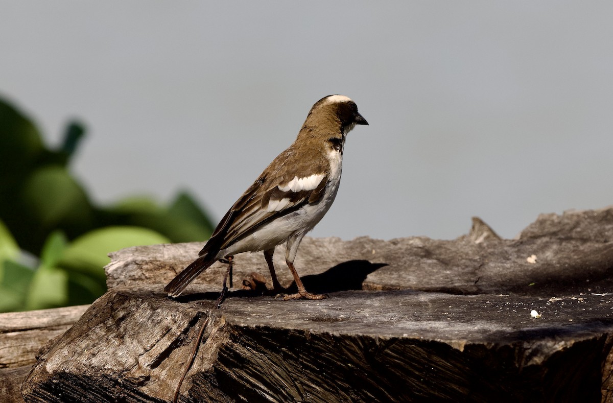 White-browed Sparrow-Weaver - ML642750949