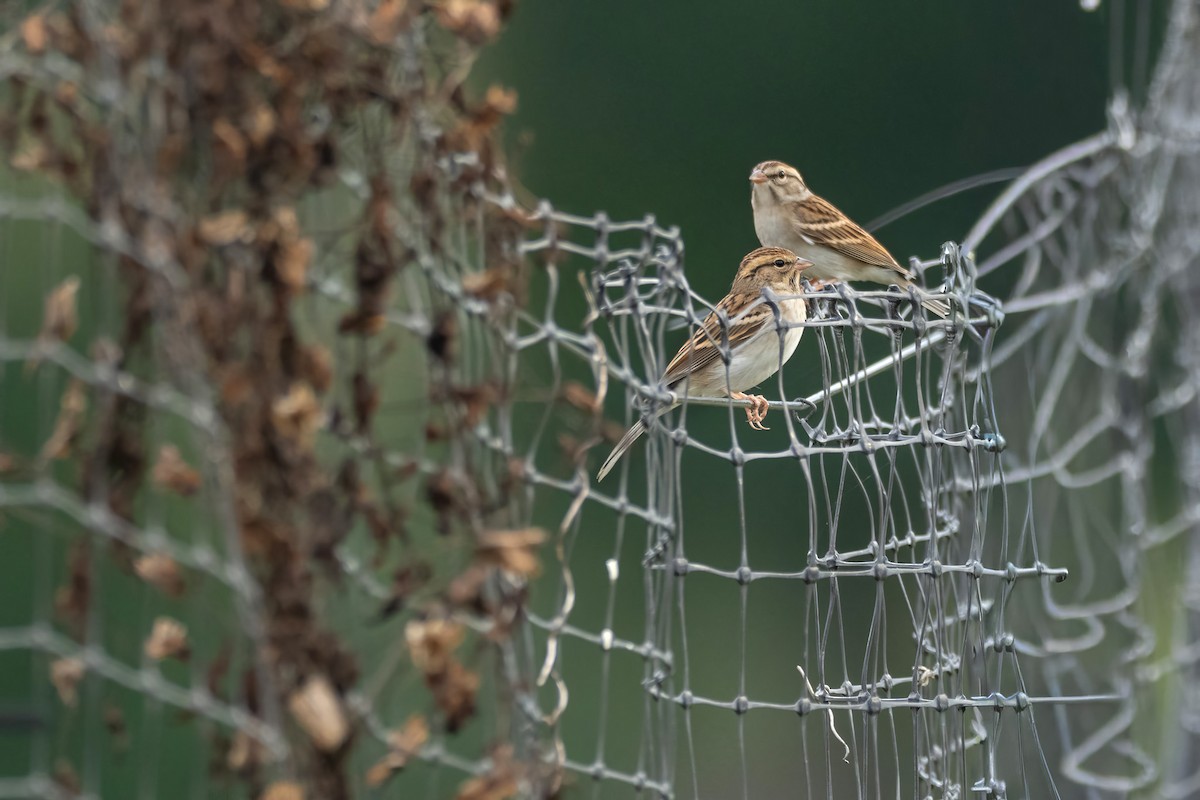 Chipping Sparrow - ML642750964