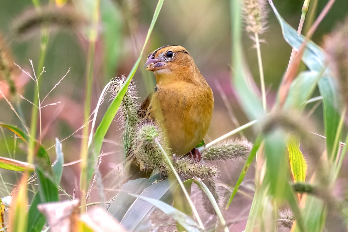 Bobolink - ML642750965