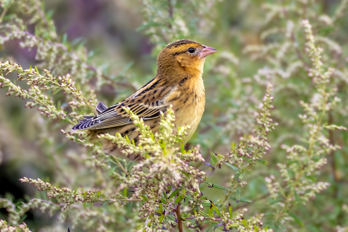 Bobolink - ML642750966