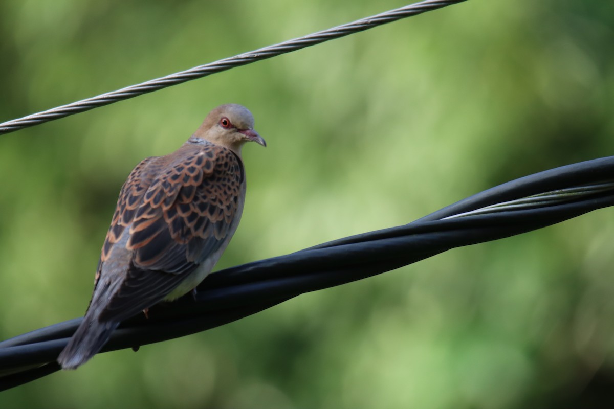 Oriental Turtle-Dove - ML642750984