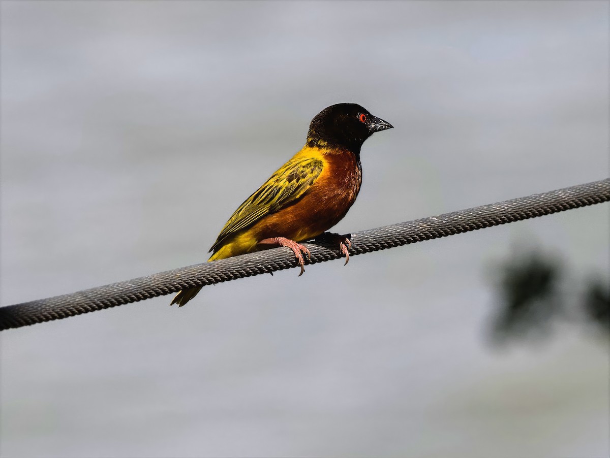 Golden-backed Weaver - ML642750997