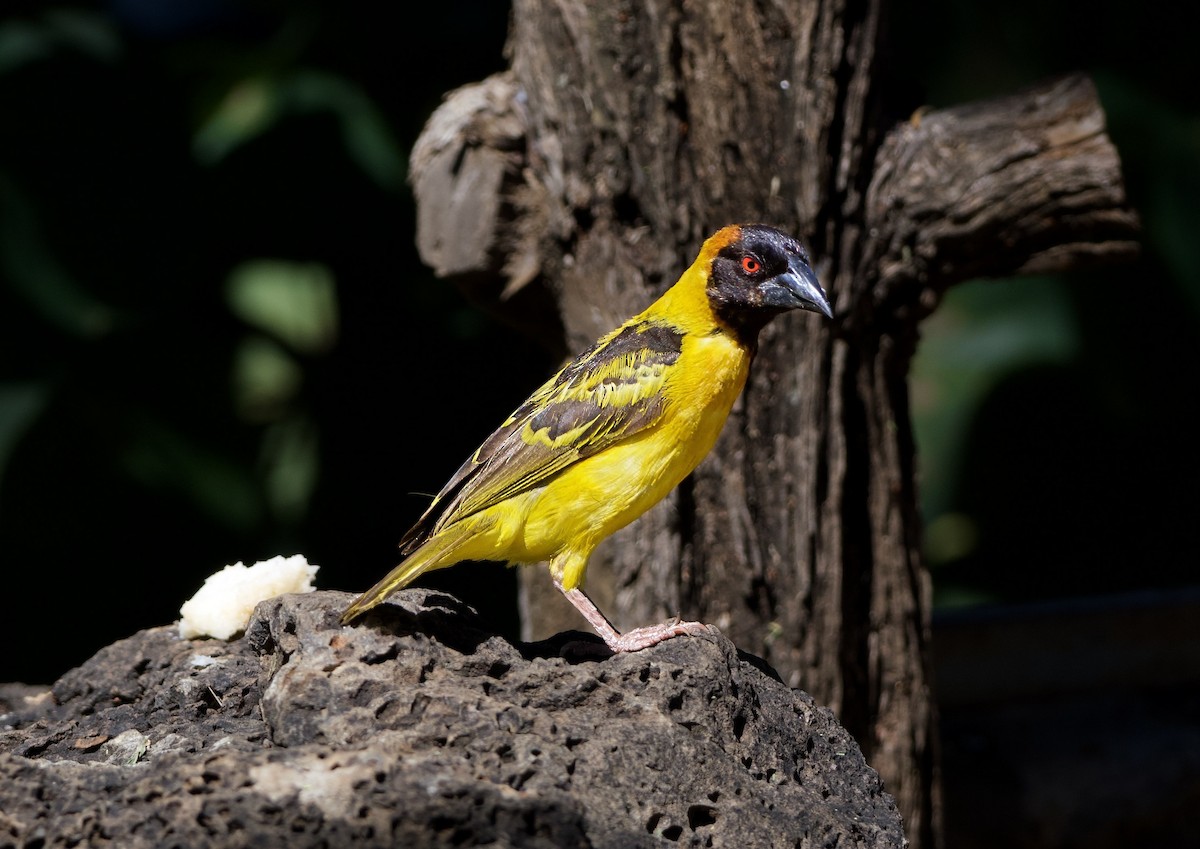 Village Weaver - ML642751019