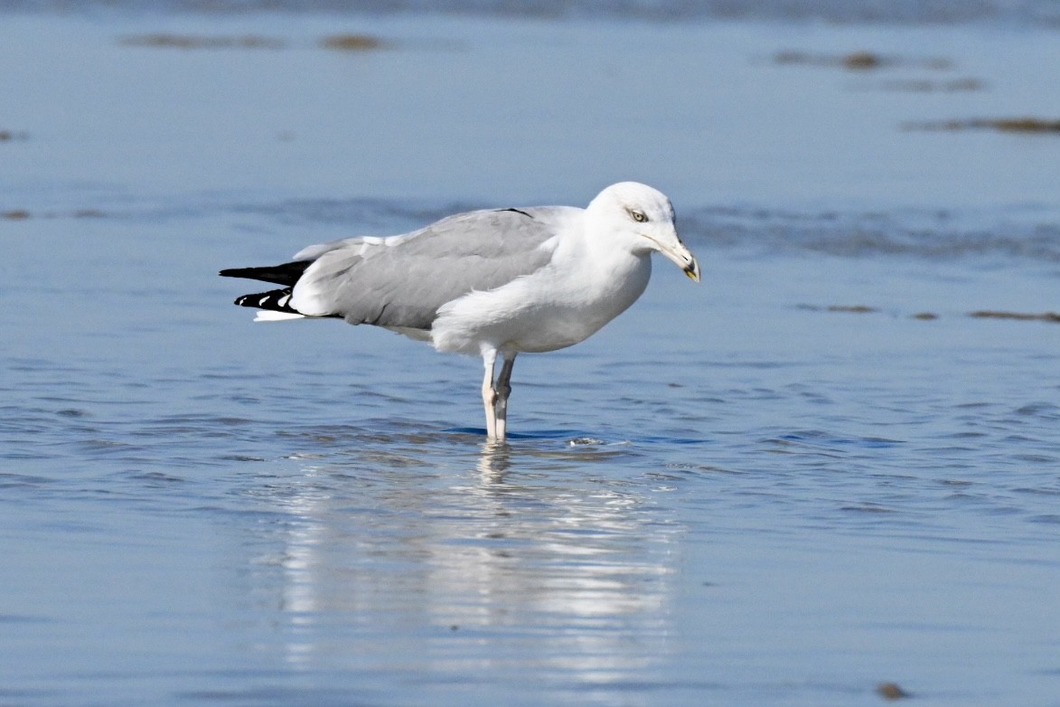 Yellow-legged Gull - ML642751020