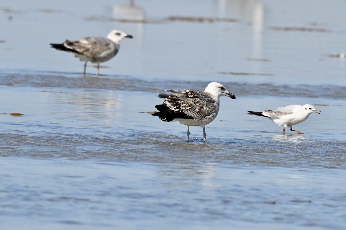 Yellow-legged Gull - ML642751021