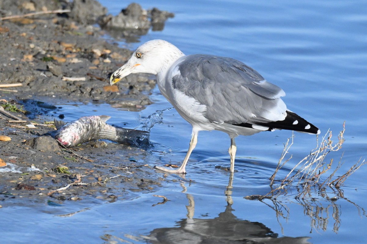 Yellow-legged Gull - ML642751022