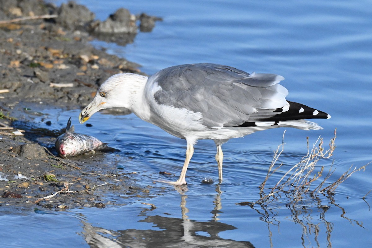 Yellow-legged Gull - ML642751023