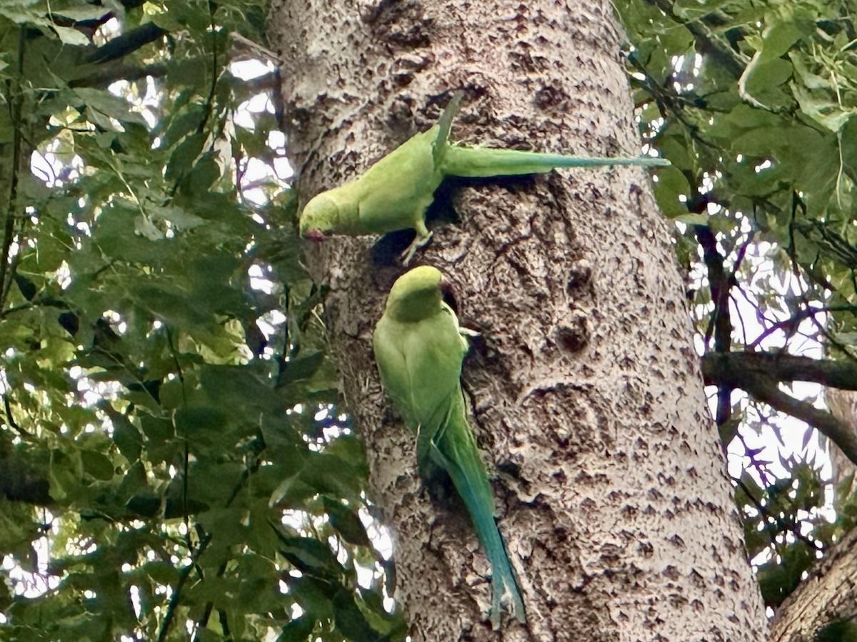 alexandr malý - ML642751027