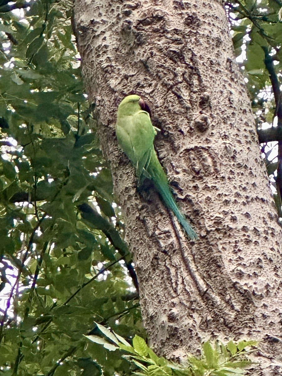 alexandr malý - ML642751028