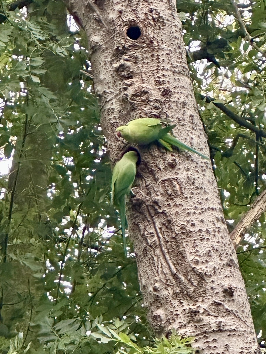 alexandr malý - ML642751029