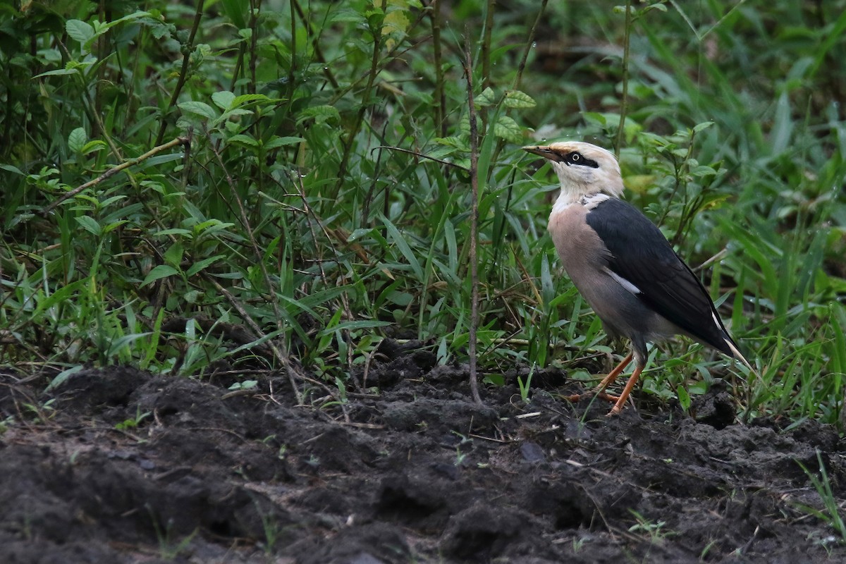 Vinous-breasted Myna - ML642751034