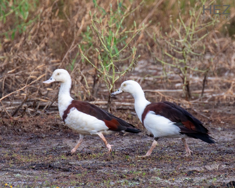 Radjah Shelduck - ML642751068