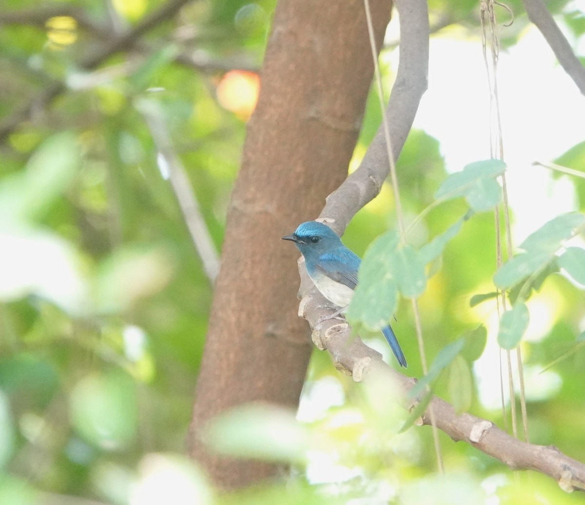 Hainan Blue Flycatcher - ML642751076