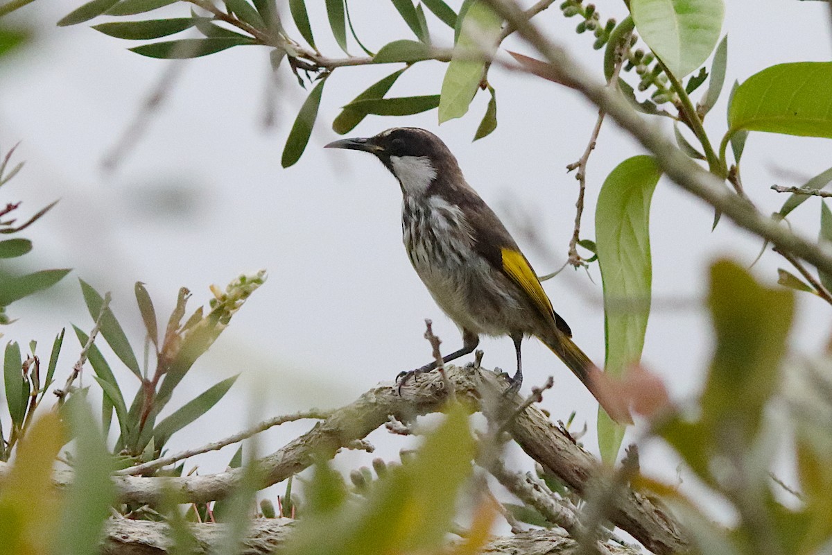White-cheeked Honeyeater - ML642751085