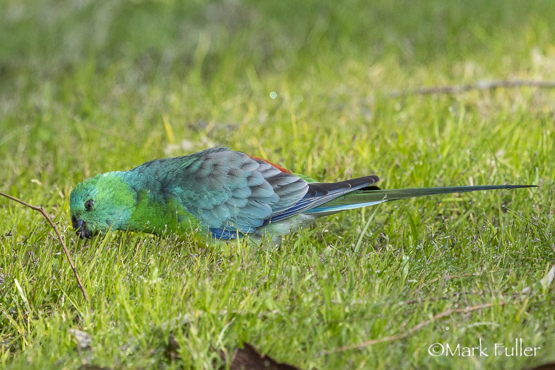 Red-rumped Parrot - ML642751089