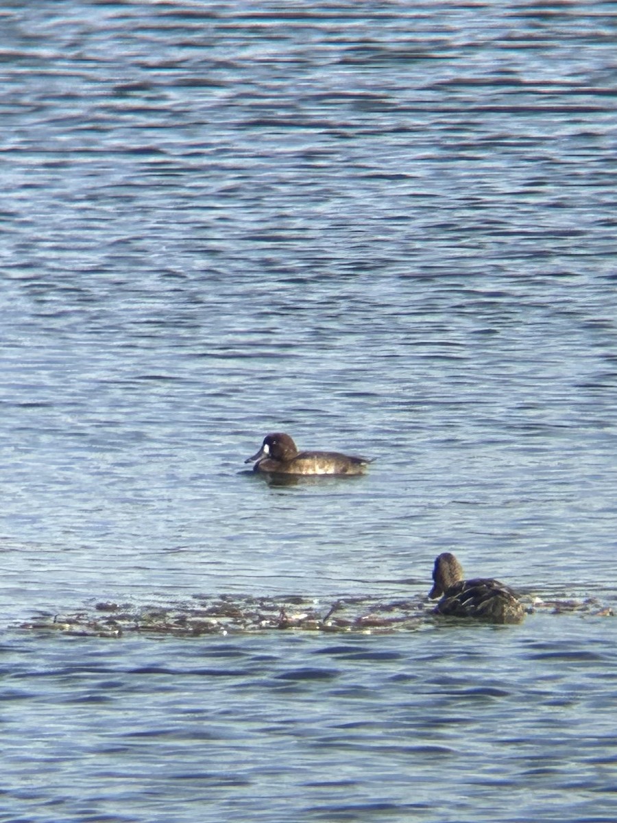 Greater Scaup - ML642751091